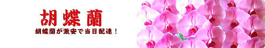 胡蝶蘭が名古屋で最安値｜最短当日に名古屋へ配達可能なすぐ届くおすすめ胡蝶蘭
